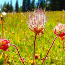 Prairie Smoke Flower Seeds