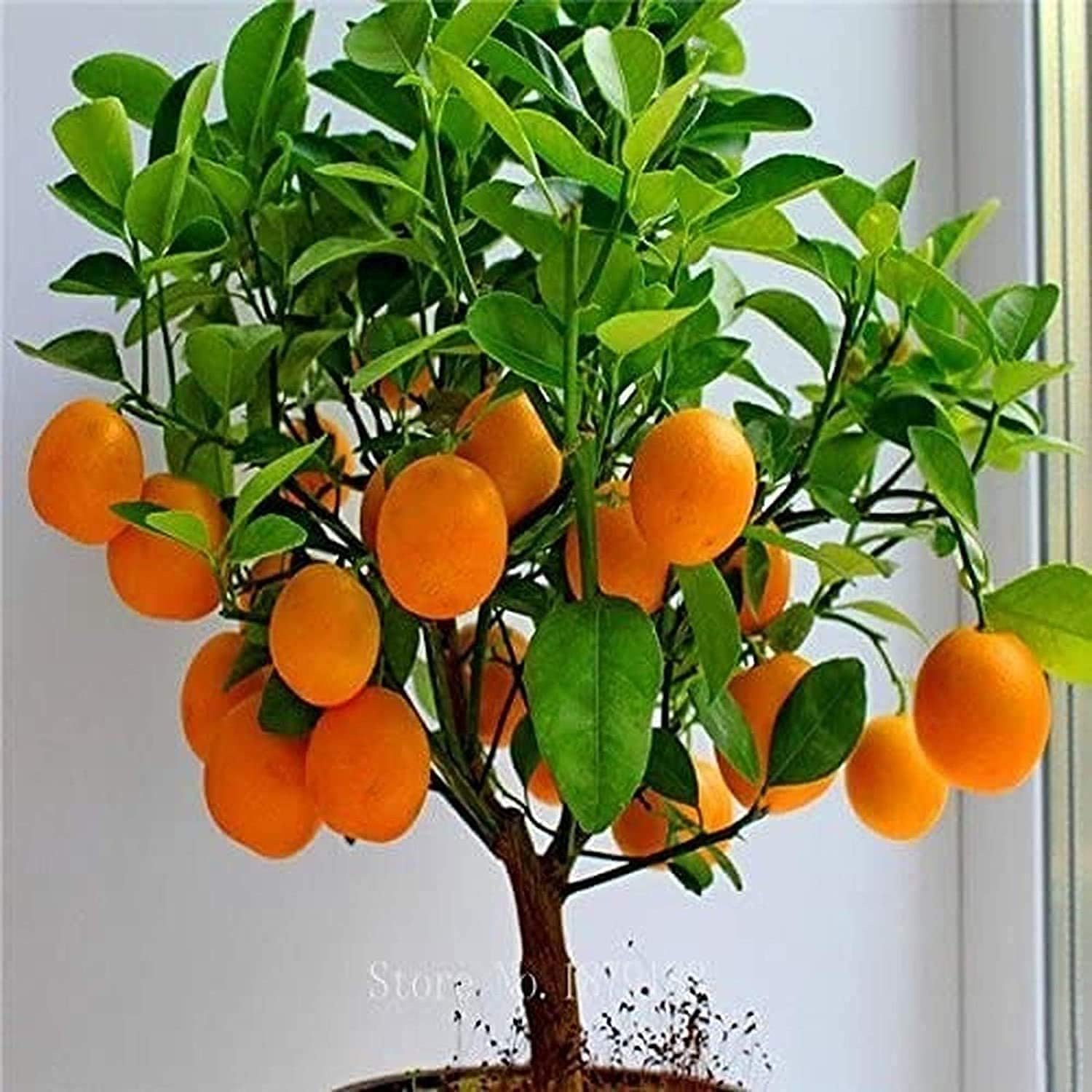 Bonsai Orange Tree Seeds up to 50%
