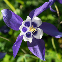 Colorado Blue Columbine Seeds Perennial Wildflower