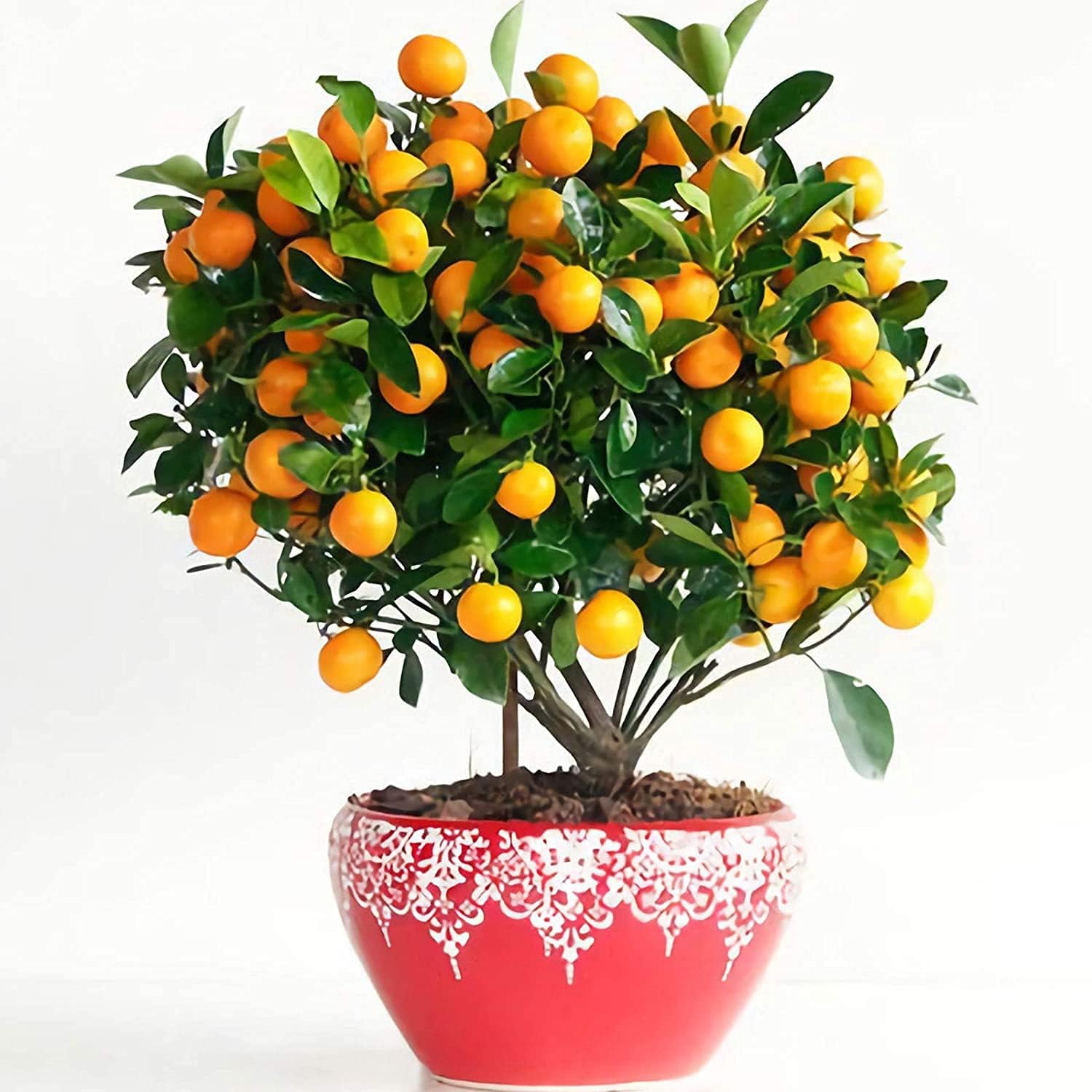 Bonsai Orange Tree Seeds up to 50%