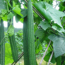 Luffa Gourd Sponge Seeds