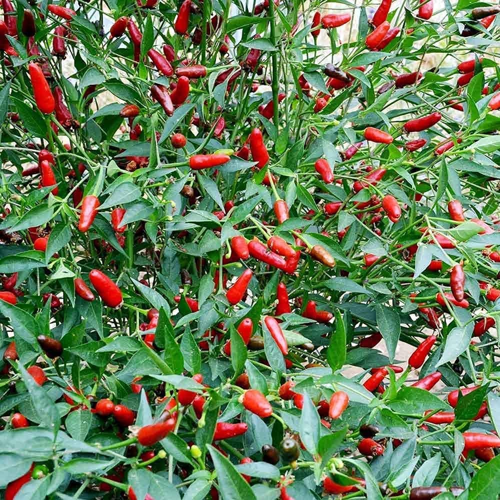 Thai Garden Bird Hot Pepper Seeds – Birds Eye Chili | up to 50%