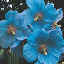 Himalayan Blue Poppy Seeds