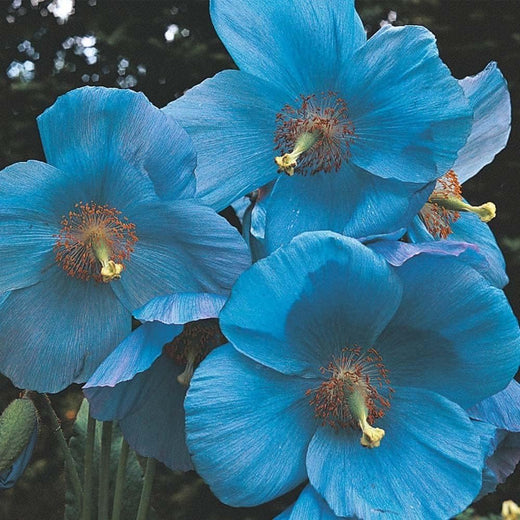Himalayan Blue Poppy Seeds