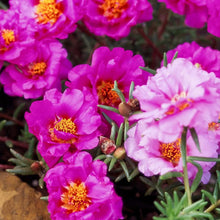 Moss Rose Flower Seeds