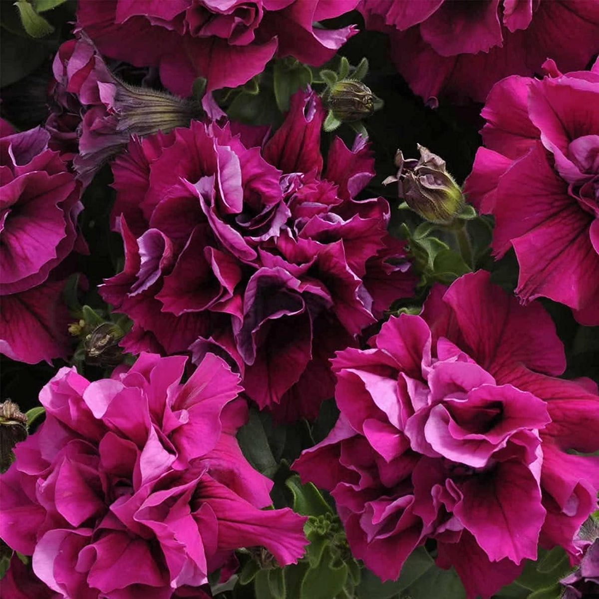 Petunia Seeds