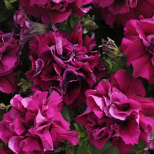 Petunia Seeds