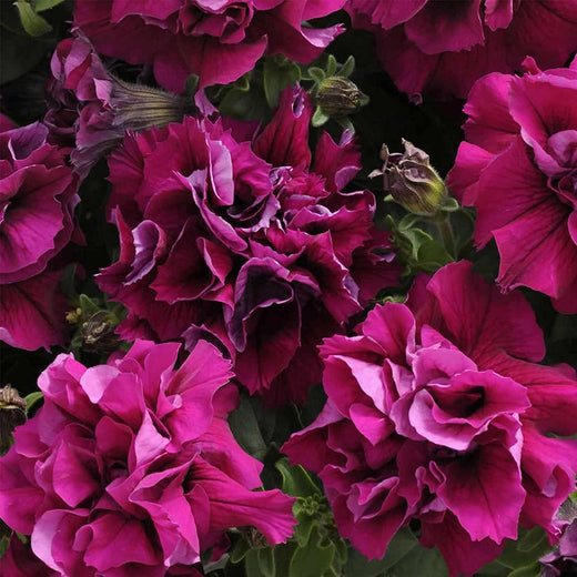 Petunia Seeds