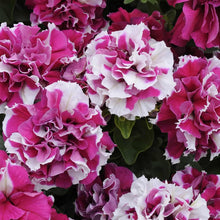 Double Rose White Petunia Seeds