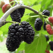 Mulberry Tree Seeds