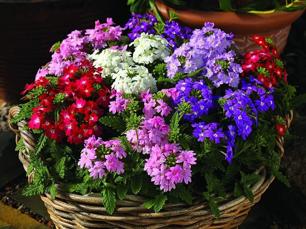 Dwarf Verbena Flower Seeds up to 50%