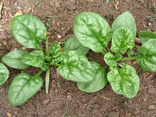 Bloomsdale Spinach Seeds