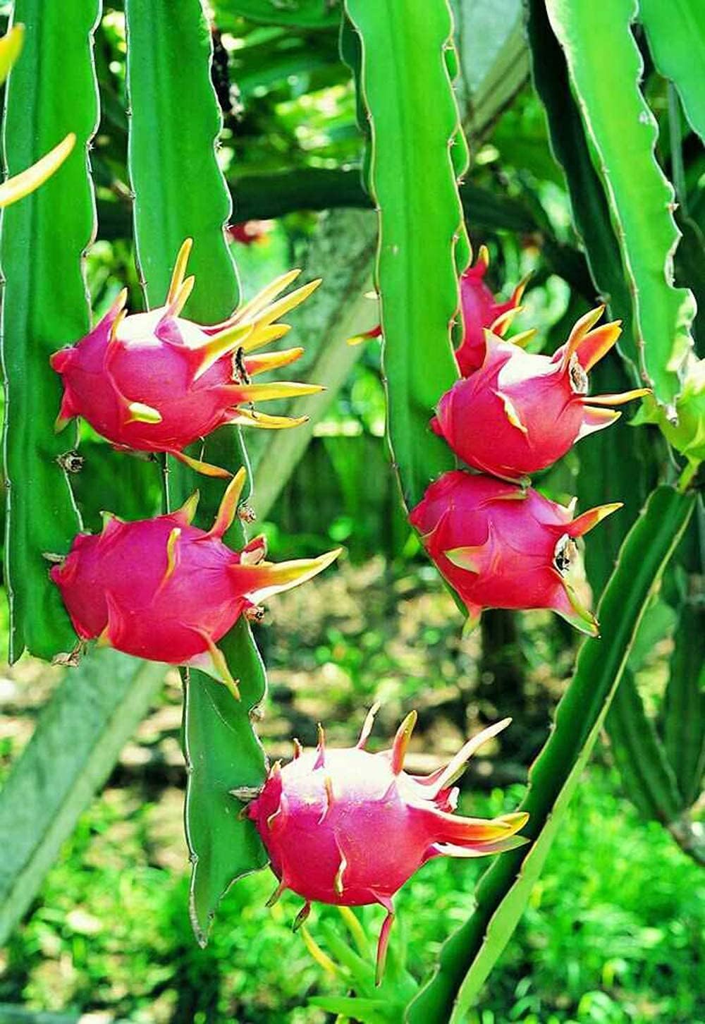 Red Dragon Fruit - Pitaya Plant Seeds for Garden Growing up to 50%