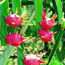 Red Dragon Fruit Seeds