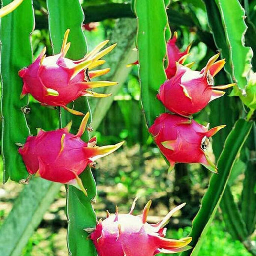 Red Dragon Fruit Seeds