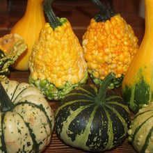 Ornamental Pumpkin Mix Seeds