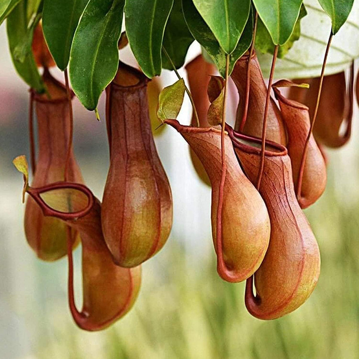 Pitcher Plant Seeds