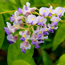 Blue Moon Wisteria Seeds