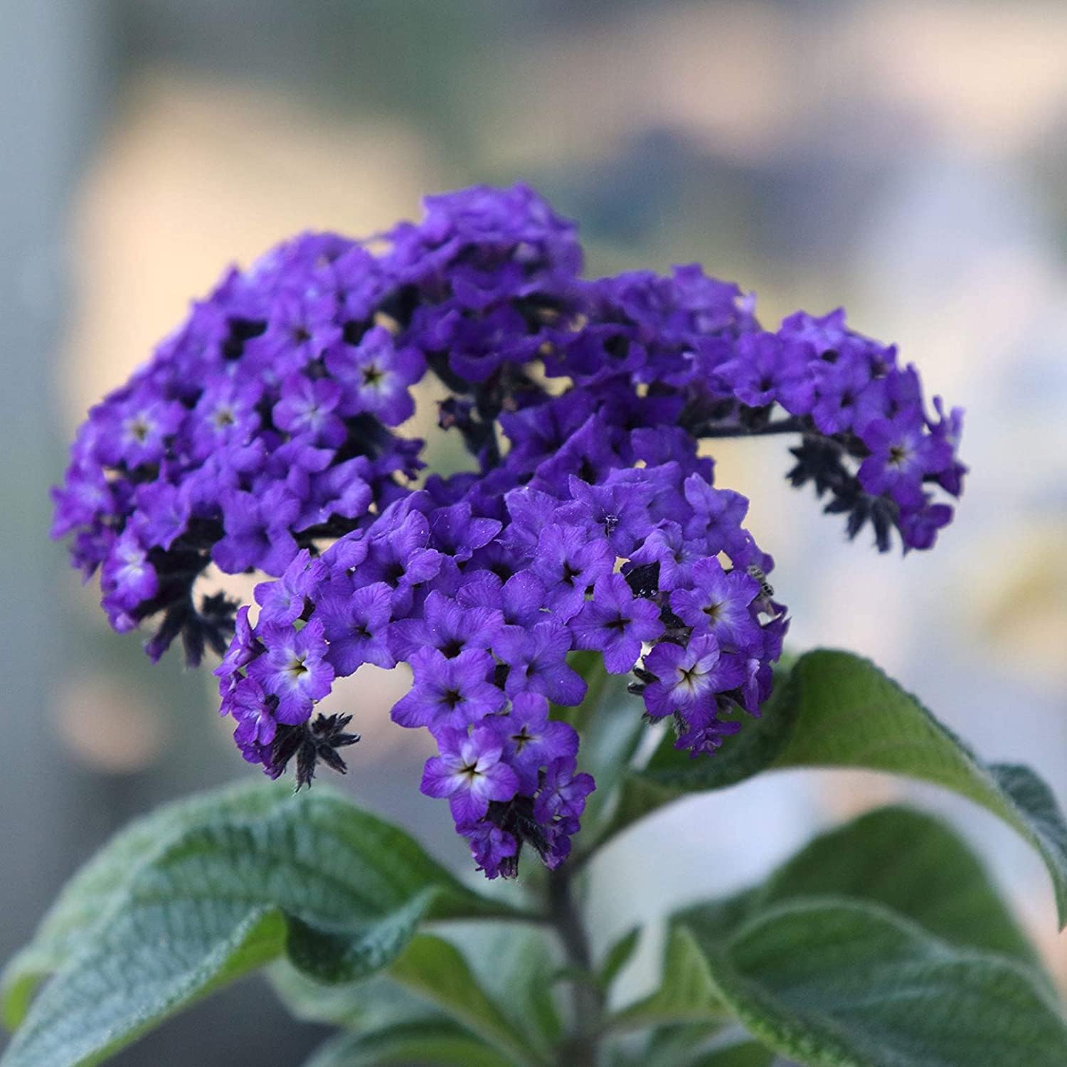 Heliotrope Flower Seeds ¨C Marine Blooms | up to 50%