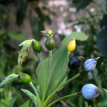 Jobs Tears Seeds