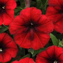 Red Petunia Seeds