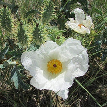 Prickly Poppy Seeds