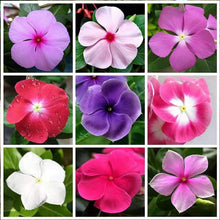 Vinca Seeds - Mixed Periwinkle