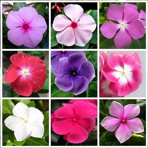 Vinca Seeds - Mixed Periwinkle