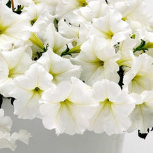 White Petunia Seeds