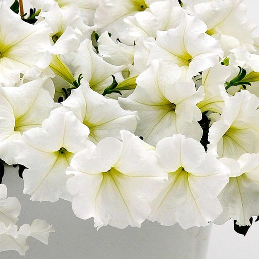 White Petunia Seeds
