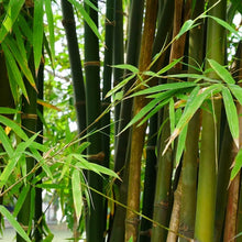 Giant Bamboo Plant Seeds