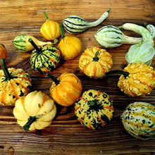 Decorative Pumpkin Mix Seeds