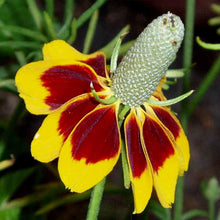Mexican Hat Seeds