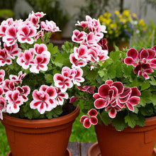 Mixed Geranium Flower Seeds