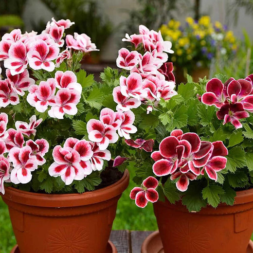 Mixed Geranium Flower Seeds