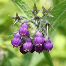 Comfrey Seeds