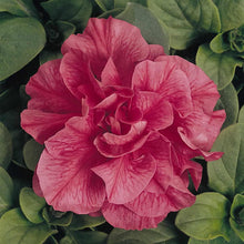 Petunia Seeds