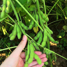 Midori Giant Edamame Seeds