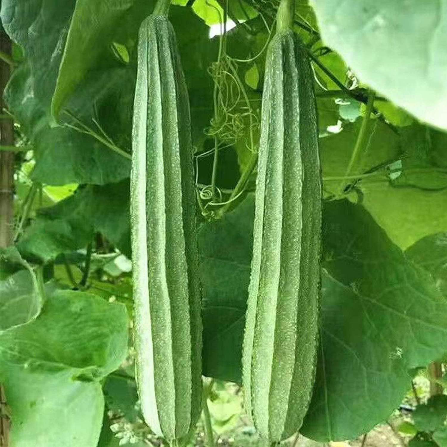 Luffa Gourd Sponge Seeds up to 50%