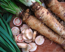 Salsify Oat Root Seeds