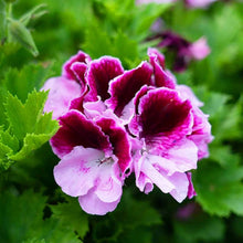 Mixed Geranium Flower Seeds