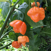 Bahamian Goat Hot Pepper Seeds