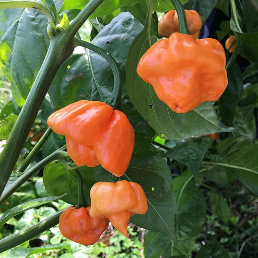 Bahamian Goat Hot Pepper Seeds
