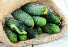 Titus Cucumber Seeds