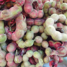 Madras Thorn Tree Seeds