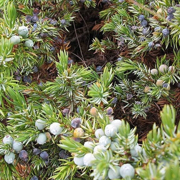 Common Juniper Seeds