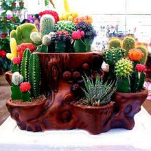 Opuntia Cactus Seeds - Mixed