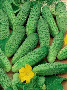 Titus Cucumber Seeds