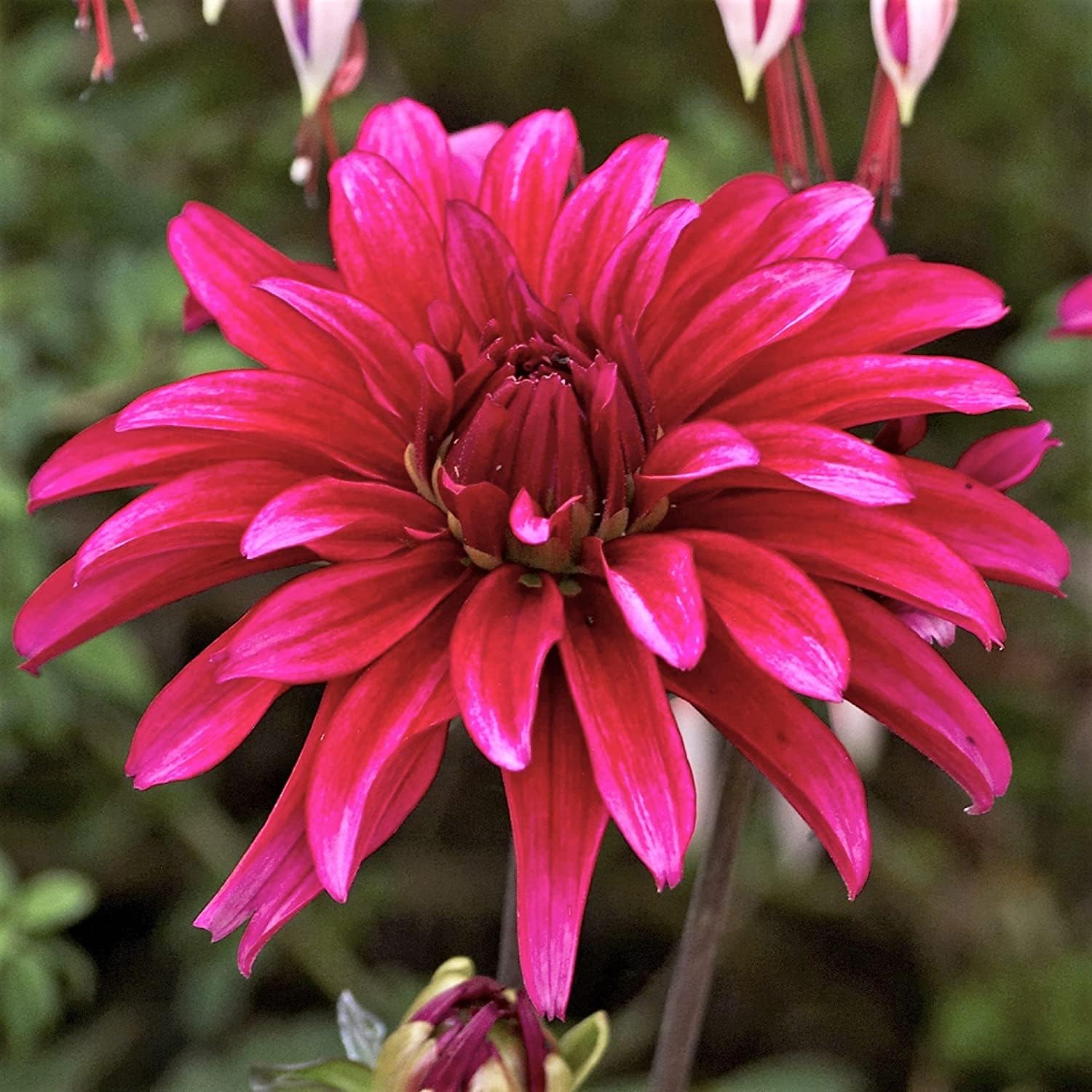 Dahlia Pinnate Seeds up to 50% Large Pack · 300-5000 Seeds