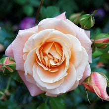 Mixed Rose Flower Seeds Colorful Garden Blooms